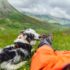 13 ‘Brave’ Dog Breeds That Won’t Back Down