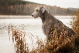 15 Ultimate Rugged Dog Breeds That Were Made For The Great Outdoors