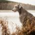 11 High-Energy Dog Breeds For Active Owners