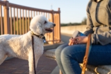 15 Ultimate Schedule-Loving Dog Breeds That Live For Routine