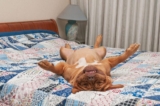 15 Ultimate ‘Hilarious’ Things Dogs Do That Only True Dog Lovers Understand – Petpropartners