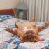 Managing Fatty Liver Disease in Cats – Petpropartners