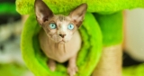 19 Cat Toys on Amazon Your Kitty Needs for Wiggles, Sunbathing & Silliness