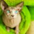 Why your cat keeps you awake at night – and what to do about it