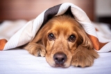 5 Natural Digestive Enzymes That Help Dogs Absorb Nutrients Better – Petpropartners