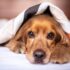 Brave Labrador Saves Tiny Sibling by Shielding Her from House Fire Flames – Petpropartners