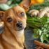 15 Top ‘Outdoor-Loving’ Dog Breeds That Are Born Trail Companions
