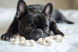 6 Best Joint Supplement Ingredients for Senior Dogs with Advanced Arthritis – Petpropartners