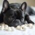 13 Gentle Giant Dog Breeds That Are Basically Living Teddy Bears – Petpropartners