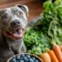 Dogs’ Capacity for Understanding Human Speech