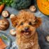 Meet the Company Behind a Natural 30-Day Hot Spot Treatment 1,300 Years in the Making! – Petpropartners