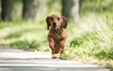 7 Incredible Dog Breeds That Act Like Puppies Their Whole Life
