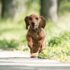 9 Dog Breeds That Helped Expand the American West—But Are Rare Today