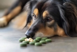 7 Natural Ways to Support Your Dog’s Cognitive Function Without Medication – Petpropartners