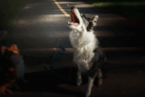 7 Real Reasons Street Dogs Bark at Night You Should Know – Petsworld