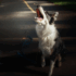 11 Dog Breeds That Were Considered American Icons in Vintage Life Magazines