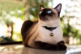 7 Signs Your Cat Has Mastered the Art of the Soul-Stare