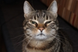 7 Signs Your Cat Loves to Keep You Guessing – Petpropartners