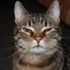 Tips for a Healthier Life – Petpropartners