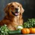 6 Best Joint Supplement Ingredients for Senior Dogs with Advanced Arthritis – Petpropartners