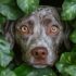 7 Prebiotic-Rich Foods That Support Your Dog’s Gut Health