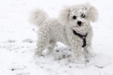 9 Fun Facts You Didn’t Know About Bichon Frises – Petpropartners