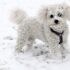 What Is It & How It Helps Your Dog – Dogster – Petpropartners