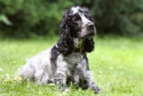 9 Fun Facts You Didn’t Know About Cocker Spaniels – Petpropartners