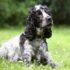 What Is It & How It Helps Your Dog – Dogster – Petpropartners