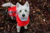 9 Fun Facts You Didn’t Know About Westies – Petpropartners