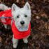 10 Vet-Approved Tips & Tricks – Dogster – Petpropartners