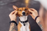 A Chance to Spoil Your Dog & Prioritize Their Health