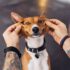 The Ultimate 11 Dog Breeds That Knew When You Needed Comfort—No Words Needed