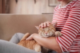 A Guide to Helping Cats Settle In After Adoption – Petpropartners