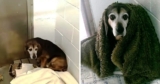 After 764 Days Apart, Dad Wonders If Missing Senior Dog Would Recognize Him Again