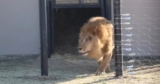 Anxious Rescue Lion Experiences Freedom for the First Time, and His Reaction Is Heartwarming