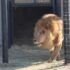 Polite Moose Charms Whole Town While Strolling Past School