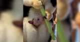 Baby Tree Kangaroo Makes the Sweetest Appearance for Food
