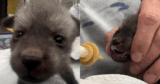 Bat-Eared Puppy Nursed By Zoo Turns Out Not To Be A ‘Puppy At All’