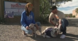 Brave Labrador Saves Tiny Sibling by Shielding Her from House Fire Flames – Petpropartners