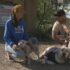 5 Natural Digestive Enzymes That Help Dogs Absorb Nutrients Better – Petpropartners