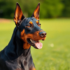 15 Ultimate ‘Hilarious’ Things Dogs Do That Only True Dog Lovers Understand – Petpropartners