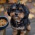 Natural Approaches to Common Liver Problems in Dogs