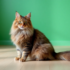 Inflammatory bowel disease in dogs – a common health problem 