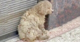 Clothing Store Shoppers Run Into ‘Dirty’ Homeless Dog And Give Her A Makeover