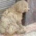 The Ultimate 13 Dog Breeds That Were Practically Family Counselors