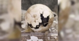 Critically Endangered Tortoise Becomes a Mom for the First Time at 100