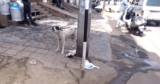 Desperate Mama Dog Calls for Help for Her Injured Puppy – Petpropartners