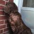 Top 9 Dog Breeds That Shared the Couch, the Crumbs, and the Chaos