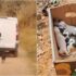 Chromotherapy: Transforming Feline Behavior Through Color